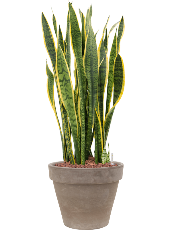 Sansevieria trifasciata 'Laurentii' in Terra Cotta Office Plant With Pot 112cm Height 37cm Dia