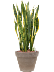 Sansevieria trifasciata 'Laurentii' in Terra Cotta Office Plant With Pot 112cm Height 37cm Dia