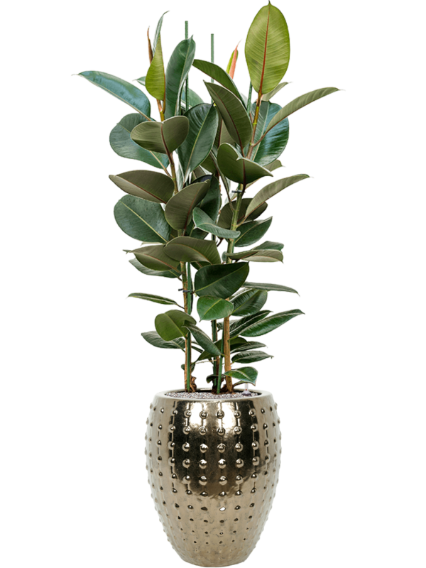 Ficus elastica 'Robusta' in Laos Office Plant With Pot 173cm Height 29cm Dia