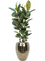 Ficus elastica 'Robusta' in Laos Office Plant With Pot 173cm Height 29cm Dia