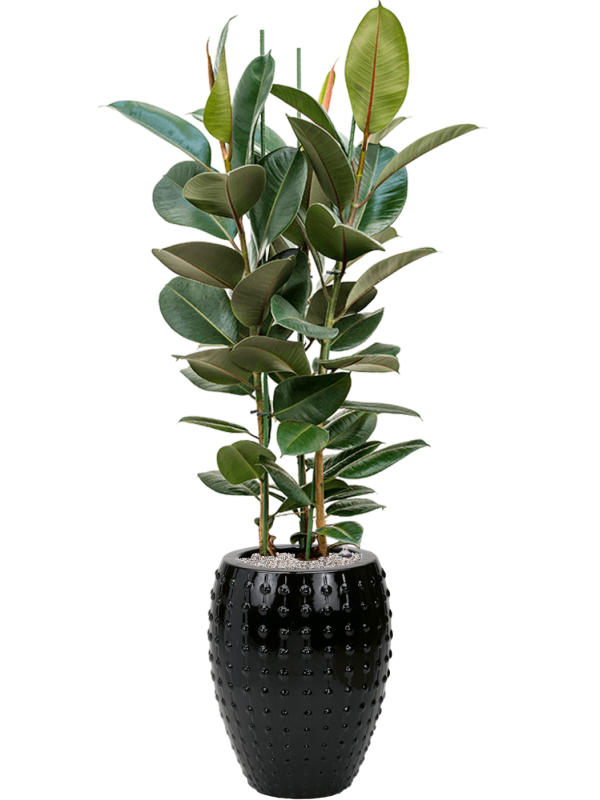 Ficus elastica 'Robusta' in Laos Office Plant With Pot 171cm Height 29cm Dia