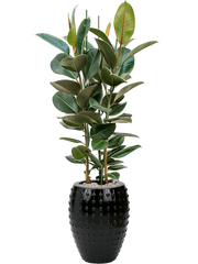 Ficus elastica 'Robusta' in Laos Office Plant With Pot 171cm Height 29cm Dia