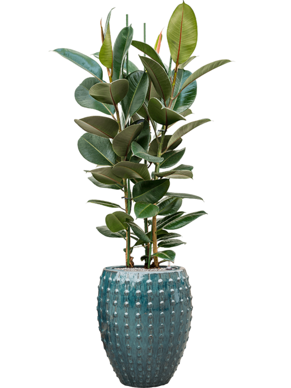 Ficus elastica 'Robusta' in Laos Office Plant With Pot 173cm Height 29cm Dia