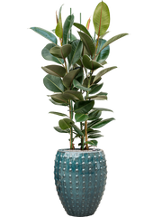 Ficus elastica 'Robusta' in Laos Office Plant With Pot 173cm Height 29cm Dia