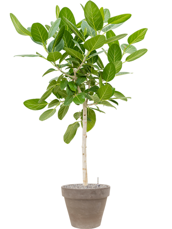 Ficus benghalensis 'Audrey' in Terra Cotta Office Plant With Pot 171cm Height 37cm Dia