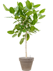 Ficus benghalensis 'Audrey' in Terra Cotta Office Plant With Pot 171cm Height 37cm Dia