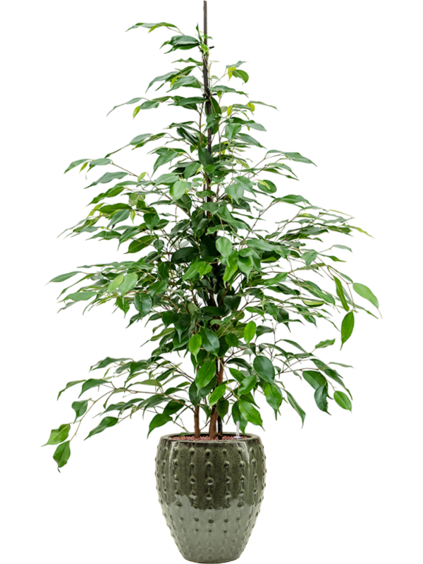 Ficus benjamina 'Danita' in Laos Mini Office Plant With Pot 119cm Height 19cm Dia