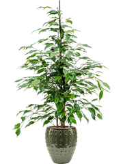 Ficus benjamina 'Danita' in Laos Mini Office Plant With Pot 119cm Height 19cm Dia