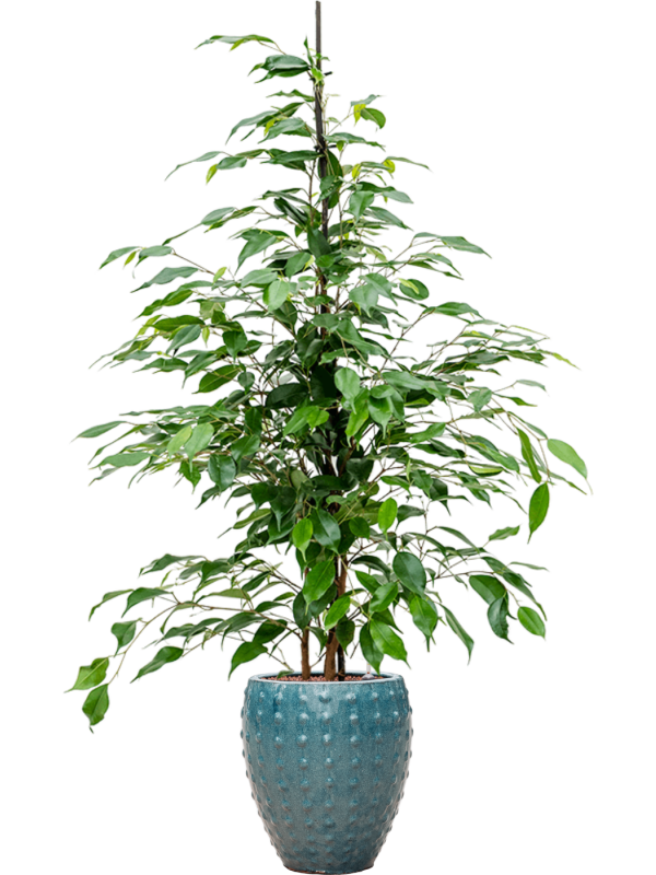 Ficus benjamina 'Danita' in Laos Mini Office Plant With Pot 119cm Height 19cm Dia