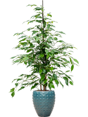 Ficus benjamina 'Danita' in Laos Mini Office Plant With Pot 119cm Height 19cm Dia
