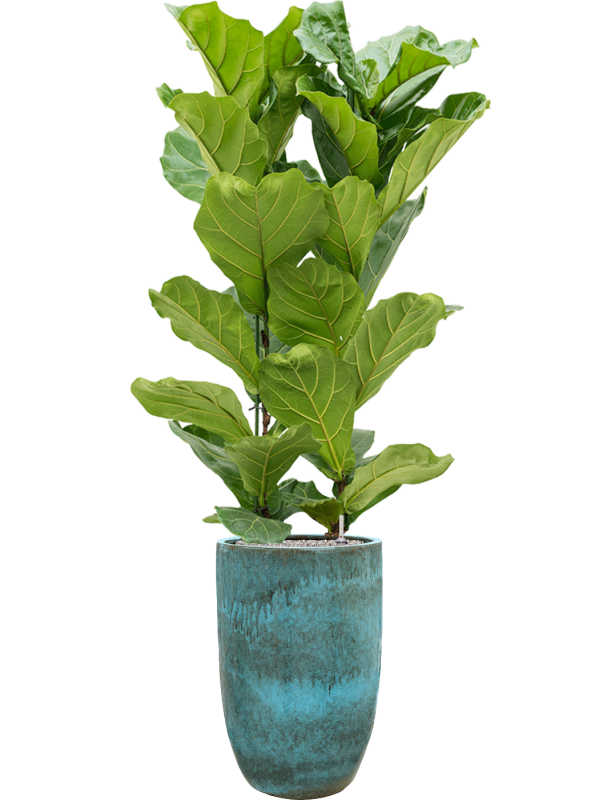 Ficus lyrata in Pure Office Plant With Pot 189cm Height 37cm Dia