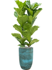 Ficus lyrata in Pure Office Plant With Pot 189cm Height 37cm Dia