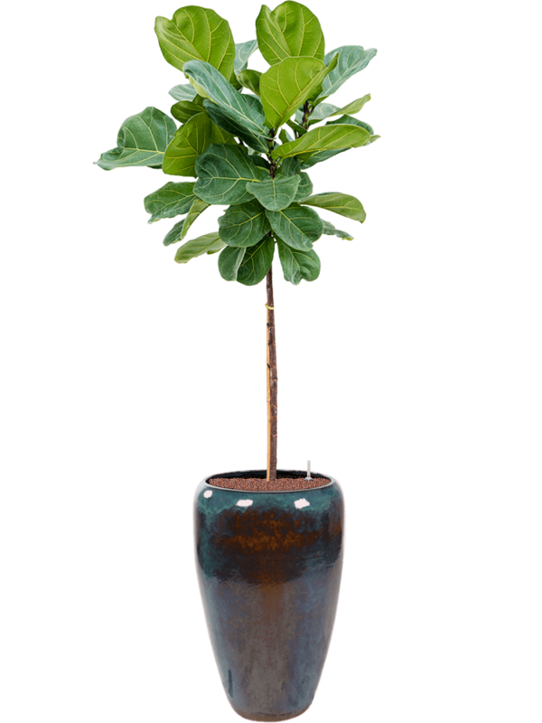 Ficus lyrata in Mystic Office Plant With Pot 193cm Height 34cm Dia