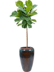 Ficus lyrata in Mystic Office Plant With Pot 193cm Height 34cm Dia