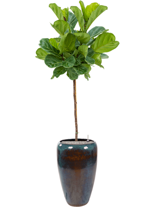 Ficus lyrata in Mystic Office Plant With Pot 204cm Height 34cm Dia