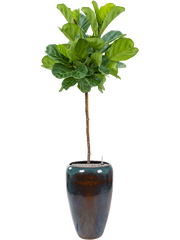 Ficus lyrata in Mystic Office Plant With Pot 204cm Height 34cm Dia