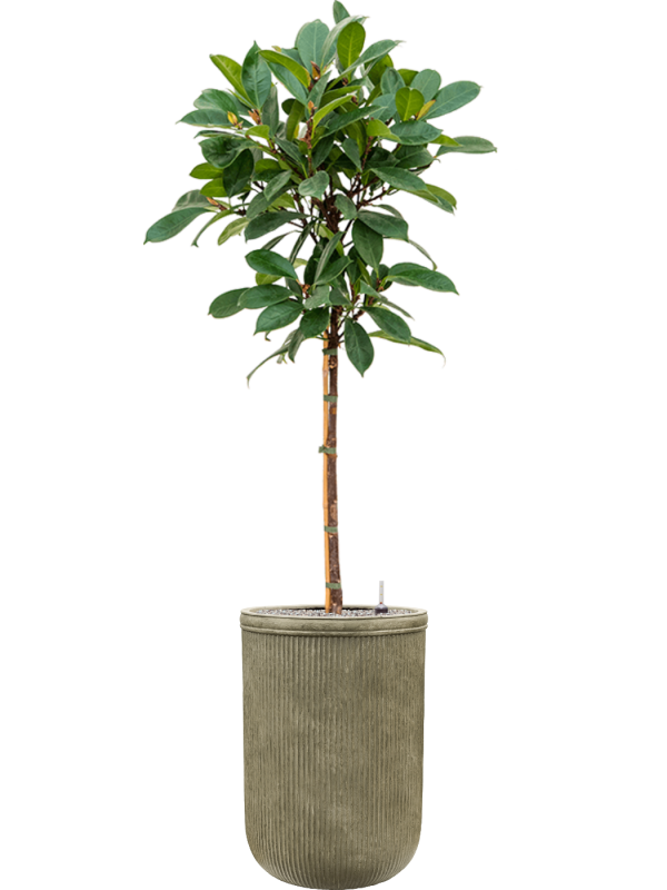 Ficus cyathistipula in Baq Vertical Rib Office Plant With Pot 202cm Height 41cm Dia
