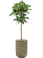 Ficus cyathistipula in Baq Vertical Rib Office Plant With Pot 202cm Height 41cm Dia