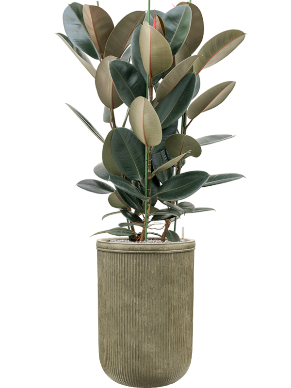 Ficus elastica 'Abidjan' in Baq Vertical Rib Office Plant With Pot 170cm Height 41cm Dia