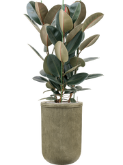 Ficus elastica 'Abidjan' in Baq Vertical Rib Office Plant With Pot 170cm Height 41cm Dia