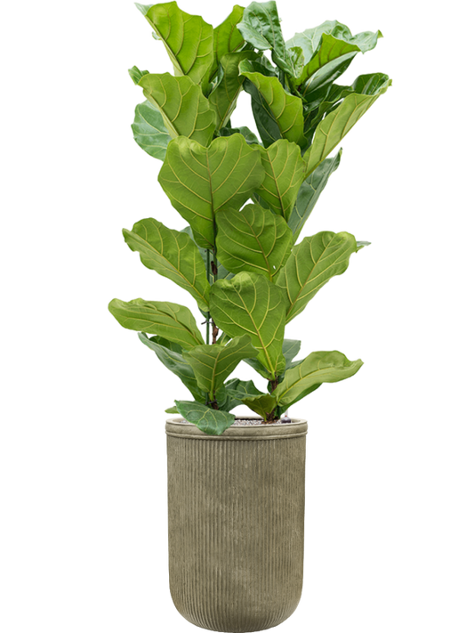 Ficus lyrata in Baq Vertical Rib Office Plant With Pot 191cm Height 41cm Dia
