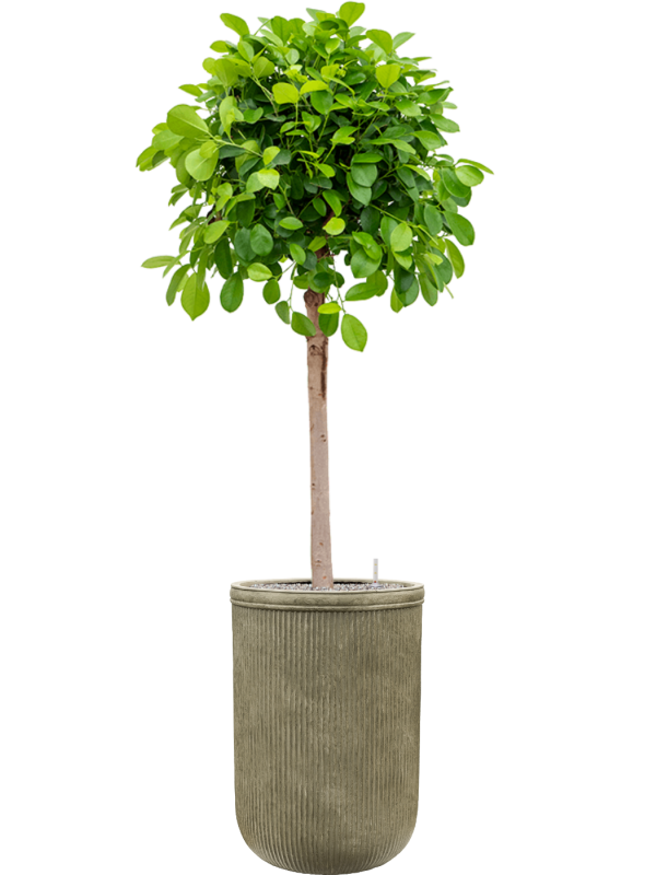 Ficus microcarpa 'Moclame' in Baq Vertical Rib Office Plant With Pot 193cm Height 41cm Dia