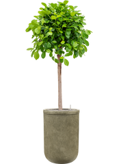 Ficus microcarpa 'Moclame' in Baq Vertical Rib Office Plant With Pot 193cm Height 41cm Dia