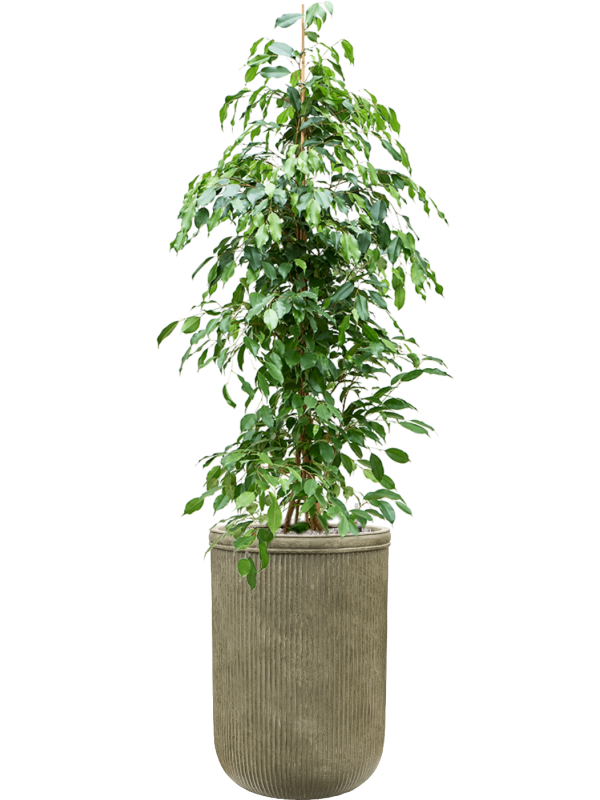Ficus benjamina 'Exotica' in Baq Vertical Rib Office Plant With Pot 187cm Height 41cm Dia