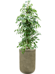 Ficus benjamina 'Exotica' in Baq Vertical Rib Office Plant With Pot 187cm Height 41cm Dia