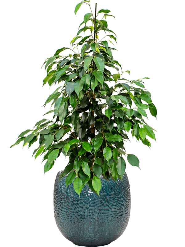 Ficus benjamina 'Danielle' in Marly Office Plant With Pot 87cm Height 23cm Dia