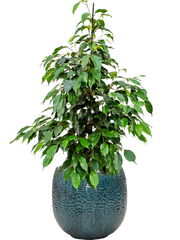 Ficus benjamina 'Danielle' in Marly Office Plant With Pot 87cm Height 23cm Dia