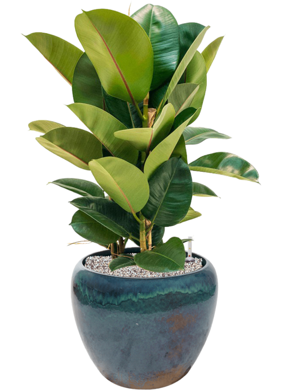 Ficus elastica 'Robusta' in Mystic Office Plant With Pot 81cm Height 27cm Dia