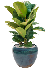 Ficus elastica 'Robusta' in Mystic Office Plant With Pot 81cm Height 27cm Dia