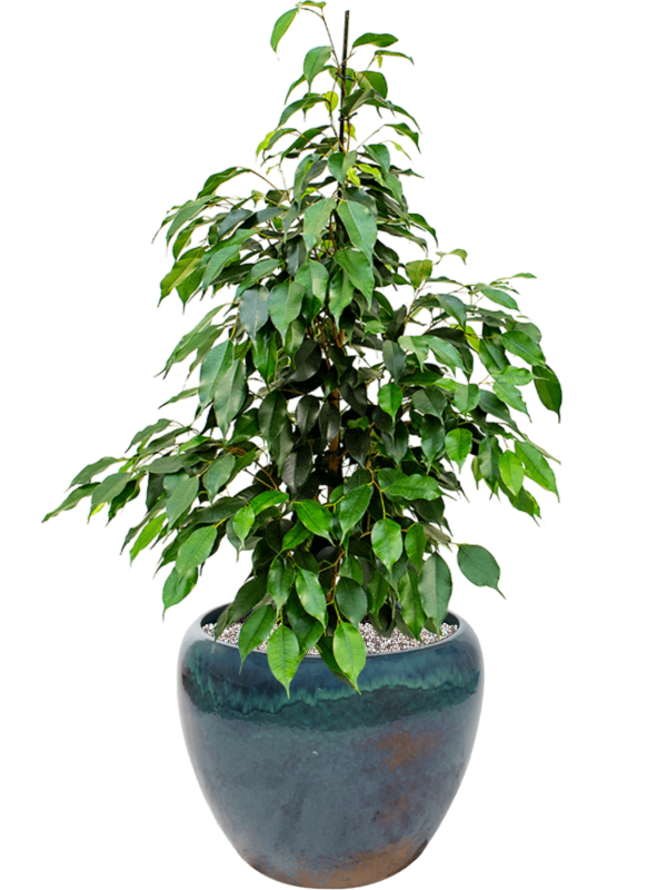 Ficus benjamina 'Danielle' in Mystic Office Plant With Pot 87cm Height 27cm Dia