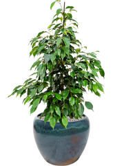 Ficus benjamina 'Danielle' in Mystic Office Plant With Pot 87cm Height 27cm Dia