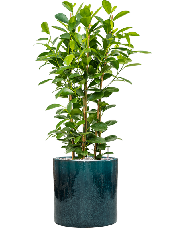 Ficus microcarpa 'Moclame' in Cylinder Office Plant With Pot 95cm Height 26cm Dia