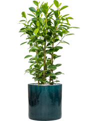 Ficus microcarpa 'Moclame' in Cylinder Office Plant With Pot 95cm Height 26cm Dia