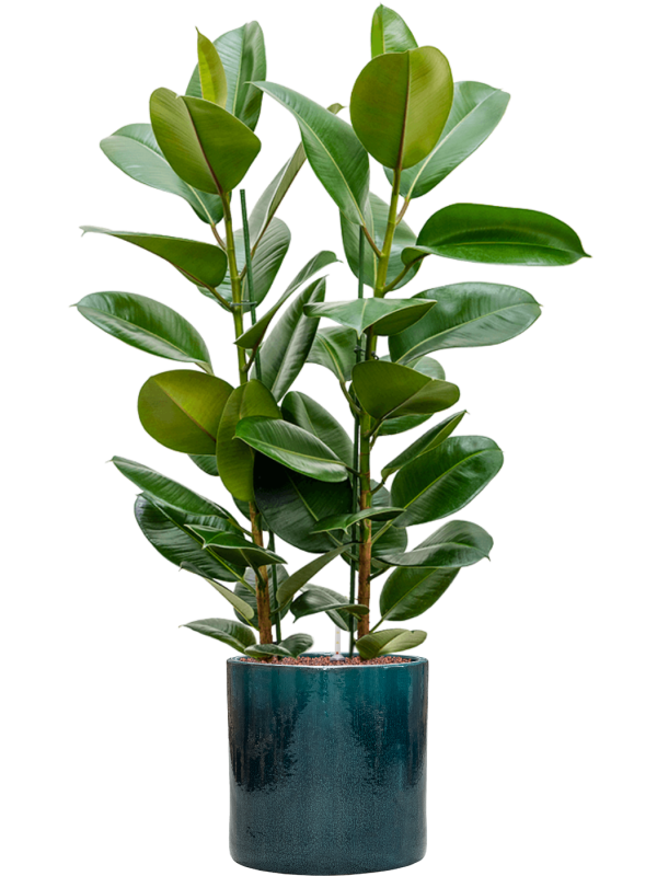 Ficus elastica 'Robusta' in Cylinder Office Plant With Pot 117cm Height 26cm Dia