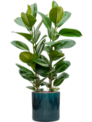Ficus elastica 'Robusta' in Cylinder Office Plant With Pot 117cm Height 26cm Dia