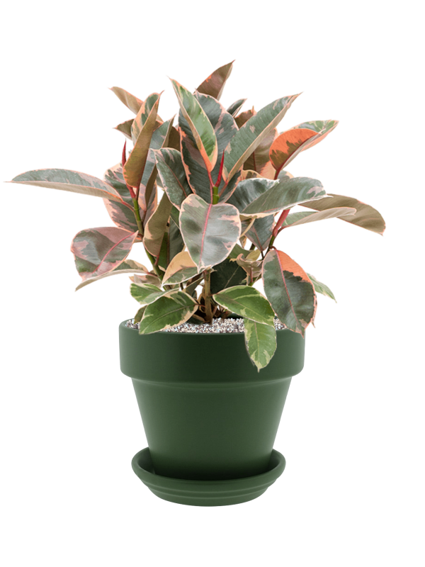 Ficus elastica 'Belize' in Urbann Office Plant With Pot 60cm Height cm Dia