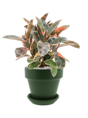 Ficus elastica 'Belize' in Urbann Office Plant With Pot 60cm Height cm Dia