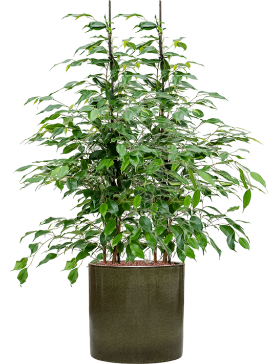 Ficus benjamina 'Danita' in Cylinder Office Plant With Pot 105cm Height 26cm Dia