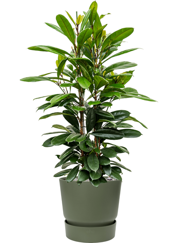 Ficus cyathistipula in Greenville Office Plant With Pot 130cm Height 38cm Dia