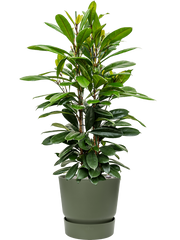 Ficus cyathistipula in Greenville Office Plant With Pot 130cm Height 38cm Dia