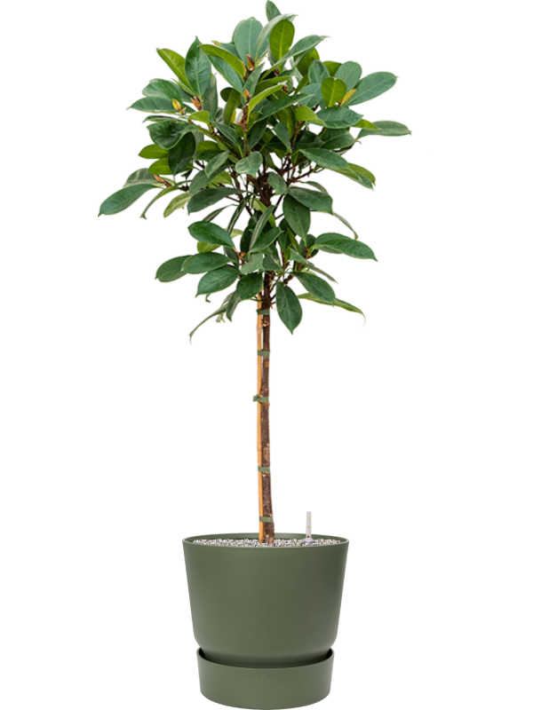 Ficus cyathistipula in Greenville Office Plant With Pot 144cm Height 38cm Dia