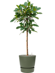 Ficus cyathistipula in Greenville Office Plant With Pot 144cm Height 38cm Dia