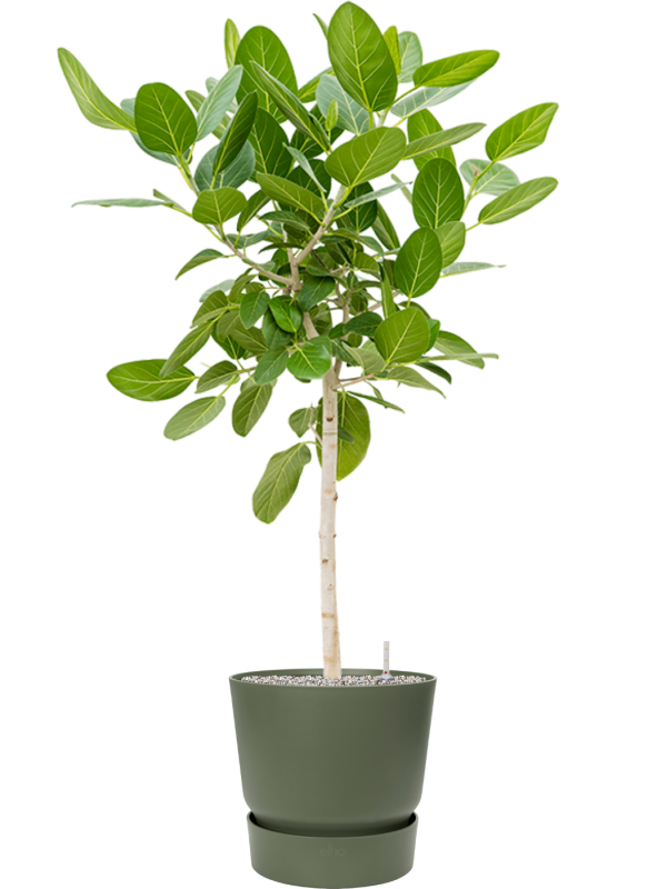 Ficus benghalensis 'Audrey' in Greenville Office Plant With Pot 145cm Height 38cm Dia