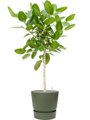 Ficus benghalensis 'Audrey' in Greenville Office Plant With Pot 145cm Height 38cm Dia