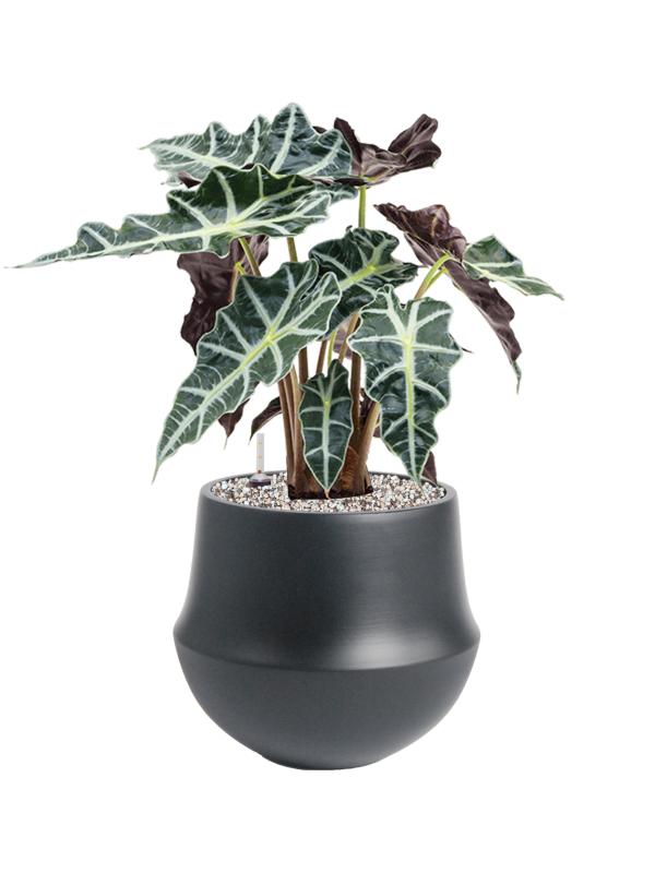 Alocasia 'Polly' in Fusion Office Plant With Pot 49cm Height 18cm Dia