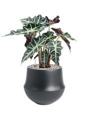 Alocasia 'Polly' in Fusion Office Plant With Pot 49cm Height 18cm Dia
